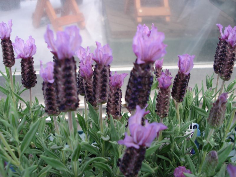 かんちゃんの趣味のページ 花の写真館 イタリアンラベンダー ブルーベリーラッフルズ画像